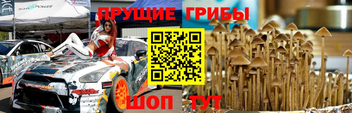 Псилоцибиновые грибы Psilocybe  Вход с VPN  цены наркотик  Псилоцибиновые грибы Psilocybe  Кушва 